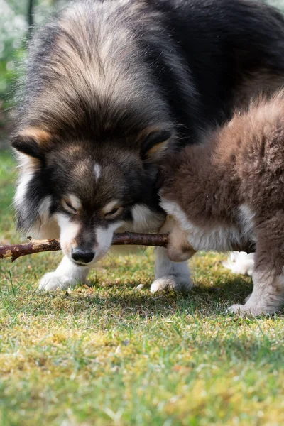 Porträtt Finsk Hundvalp Och Hundvalp Som Leker Utomhus Gården — Stockfoto