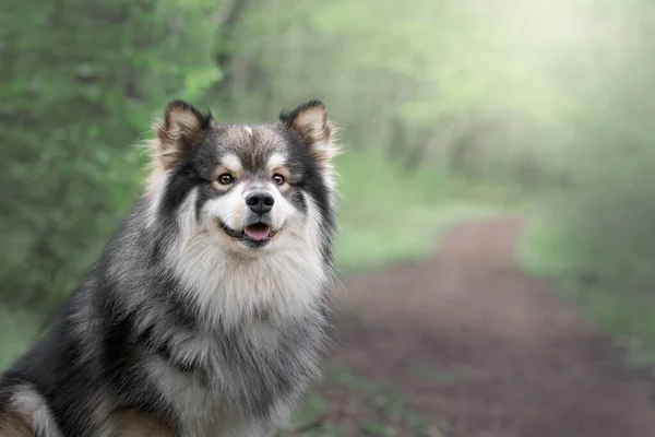 Portret Van Een Finse Lapphund Hond Buiten Het Bos Bos — Stockfoto