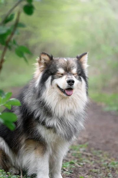 Πορτρέτο Ενός Φινλανδικού Σκύλου Lapphund Εξωτερικούς Χώρους Στο Δάσος Στο — Φωτογραφία Αρχείου