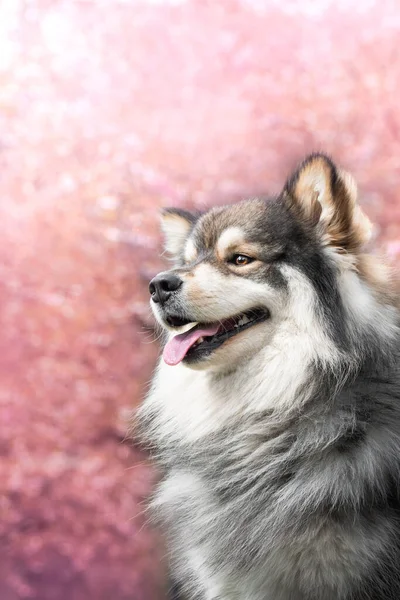 Portrét Finského Psa Lapphund Venku Před Jarními Květy — Stock fotografie