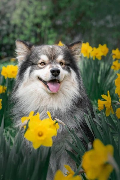 Portrait Chien Finlandais Lapphund Extérieur Fleurs Printanières — Photo