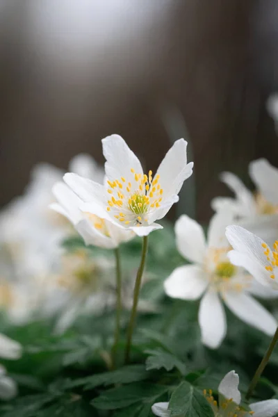 Närbild Eller Makro Vit Blomma Vårsäsongen — Stockfoto