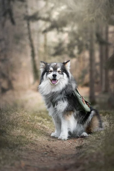 Retrato Cão Lapphund Finlandês Usando Mochila Aventura Livre Floresta Floresta — Fotografia de Stock