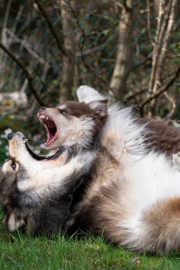 Bahçede oynayan Fin Lapphund köpeği ve köpek yavrusunun portresi.
