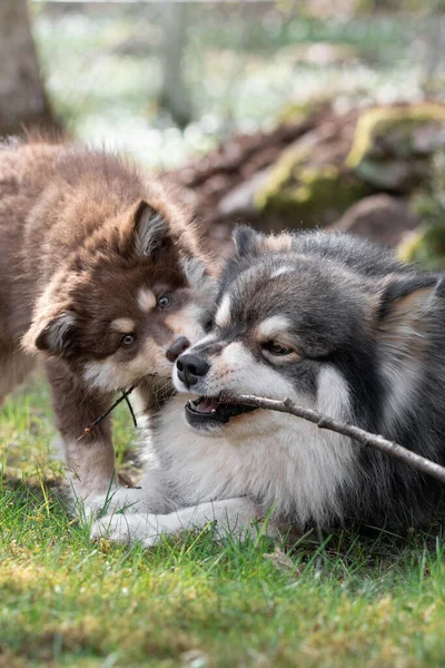 Porträtt Finsk Hundvalp Och Hundvalp Som Leker Utomhus Gården — Stockfoto