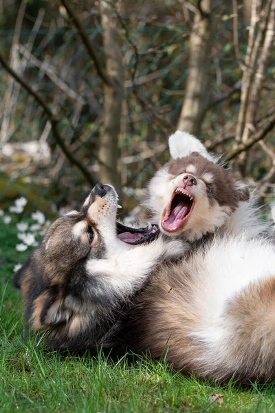 Porträtt Finsk Hundvalp Och Hundvalp Som Leker Utomhus Gården — Stockfoto