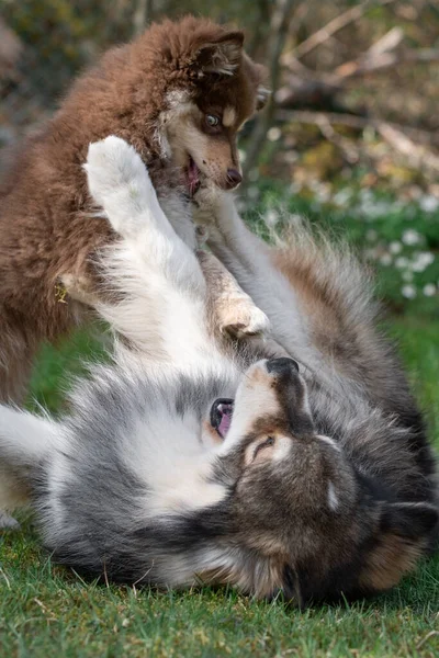 Porträtt Finsk Hundvalp Och Hundvalp Som Leker Utomhus Gården — Stockfoto