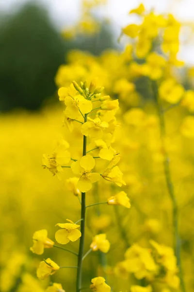 黄色やカラフルな菜の花畑の写真 — ストック写真