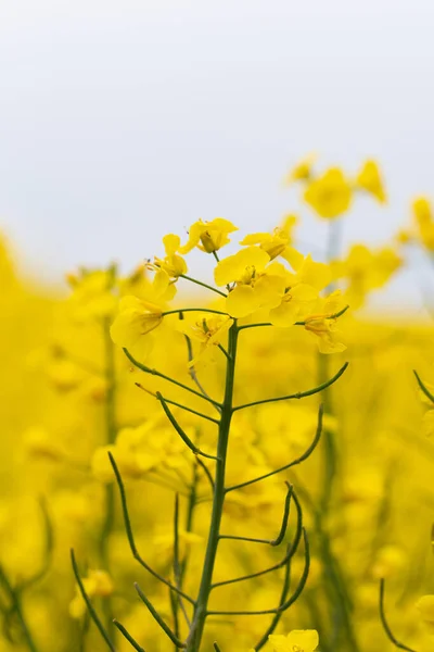黄色やカラフルな菜の花畑の写真 — ストック写真
