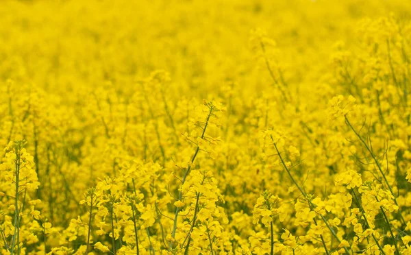 黄色やカラフルな菜種やコルザの花のフィールドのフルフレーム写真 — ストック写真