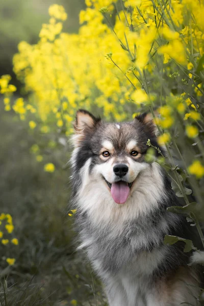 芬兰拉菲狗在油菜花地里户外的肖像 — 图库照片