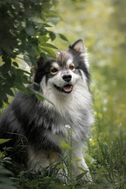 Ormanda ya da ormanda bir Fin Lapphund köpeğinin portresi