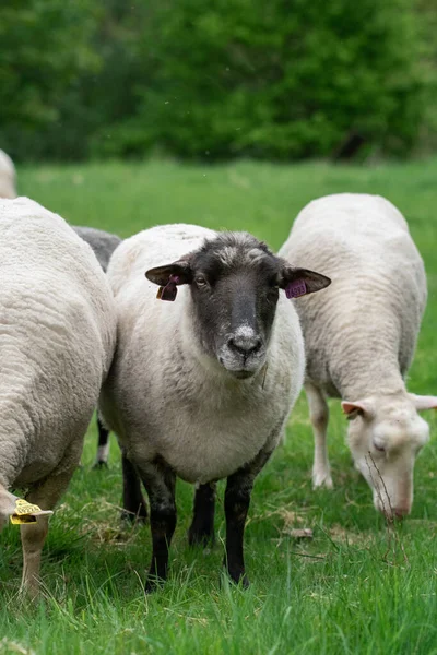 Foto Ovejas Comiendo Hierba Campo Cercado — Foto de Stock