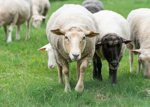 Çitlerle çevrili bir arazide ot yiyen koyunların fotoğrafı.