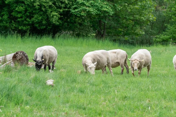 Photo Sheep Eating Grass Fenced Field — Stock Photo, Image