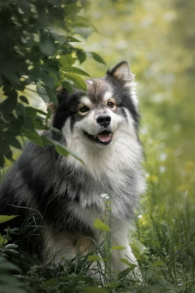 Ormanda Ormanda Bir Fin Lapphund Köpeğinin Portresi — Stok fotoğraf