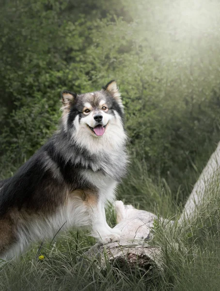 Retrato Perro Faldero Finlandés Aire Libre Bosque Bosque — Foto de Stock