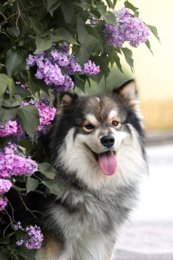 Açık havada pembe ya da mor çiçeklerin arasında Fin Lapphund köpeği portresi