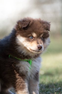 Açık havada Fin Lapphund köpeği ve yavru köpek portresi