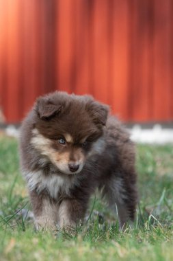 Açık havada Fin Lapphund köpeği ve yavru köpek portresi