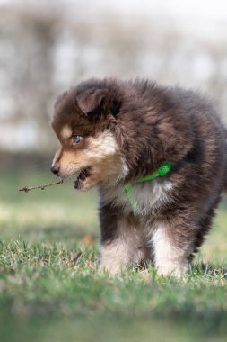 Açık havada Fin Lapphund köpeği ve yavru köpek portresi