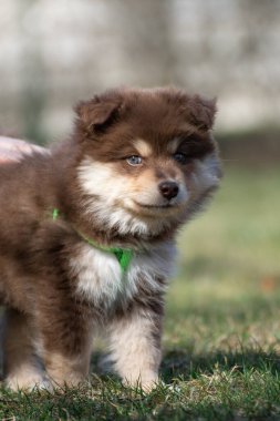 Açık havada Fin Lapphund köpeği ve yavru köpek portresi