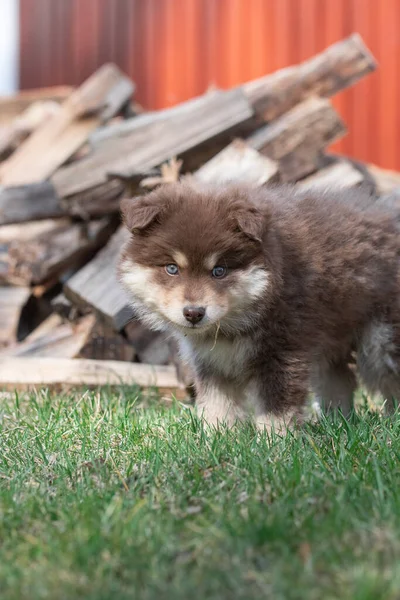 Retrato Perro Cachorro Lapphund Finlandés Aire Libre — Foto de Stock