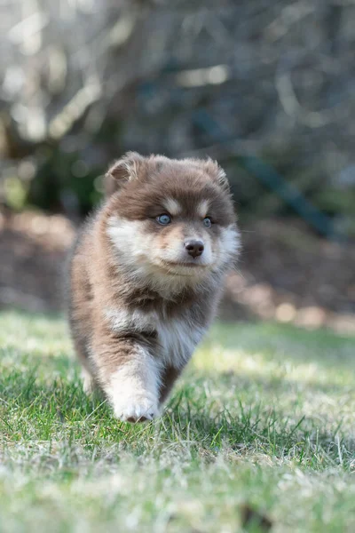 Porträtt Finsk Hundvalp Och Hundvalp Utomhus — Stockfoto