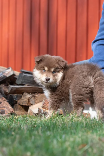 Porträt Eines Finnischen Lapphundehundes Und Welpen Freien — Stockfoto