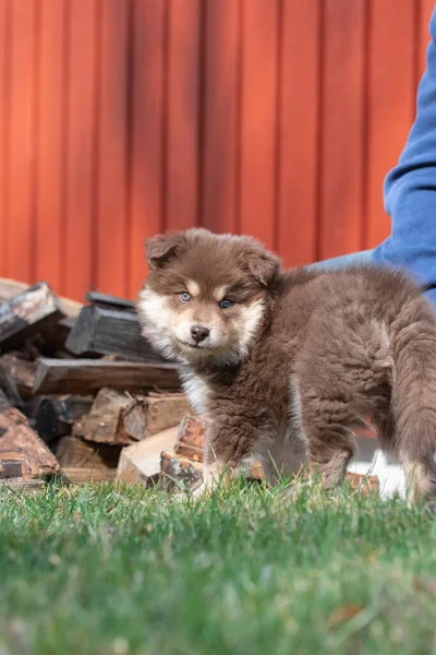 ปภาพของส Lapphund นแลนด และล ขกลางแจ — ภาพถ่ายสต็อก