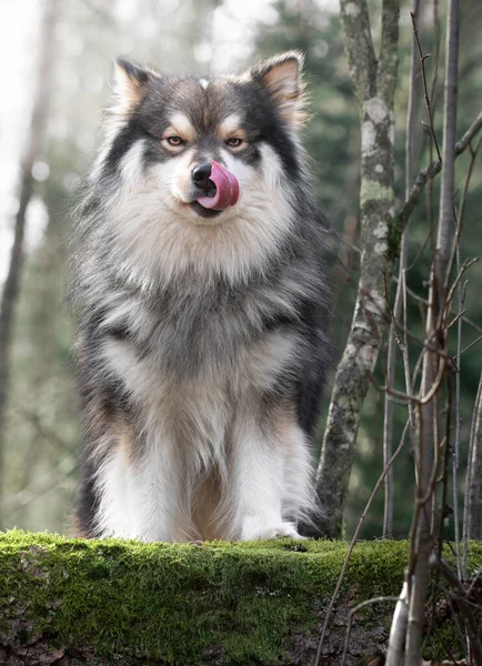 Portrét Finského Psa Lapphund Venku Lese Nebo Lesích Při Lízání — Stock fotografie