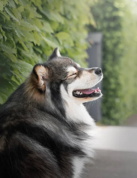 Portret Van Een Finse Lapphund Hond Buiten Vol Genot — Stockfoto