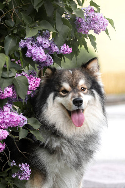 Portrait of a Finnish Lapphund dog outdoors among pink or purple flowers