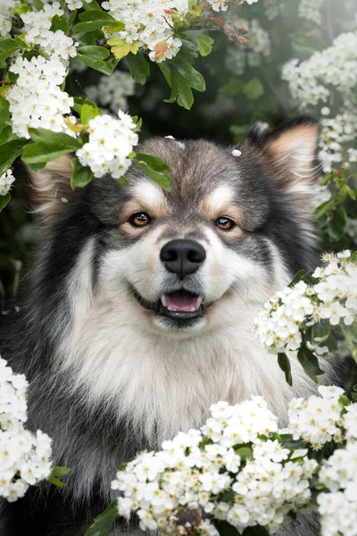 Portrait Finnish Lapphund Dog Outdoors White Flowers — Stock Photo, Image