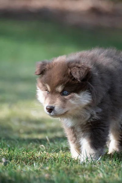 Portrét Finského Psa Lapphund Štěněte Venku — Stock fotografie