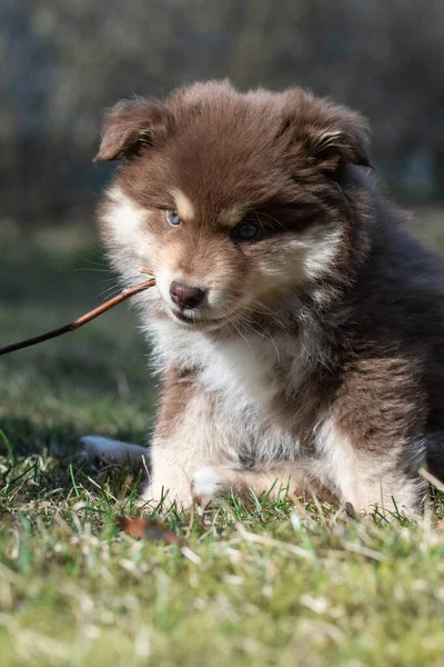 Portrait Finnish Lapphund Dog Puppy Outdoors — Stockfoto