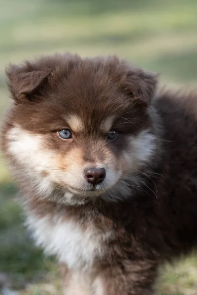 Ritratto Cane Cucciolo Finlandese Lapphund All Aperto — Foto Stock