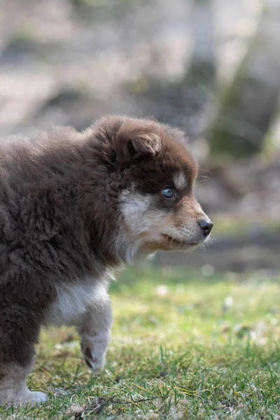Ritratto Cane Cucciolo Finlandese Lapphund All Aperto — Foto Stock