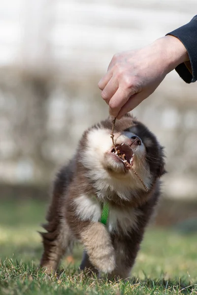 Portrét Finského Psa Lapphund Štěněte Venku — Stock fotografie