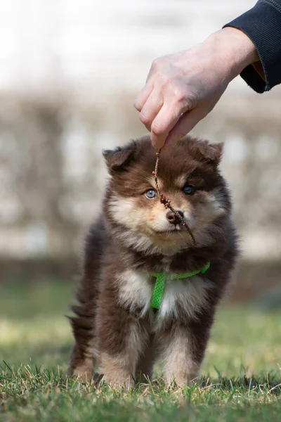 Πορτρέτο Ενός Φινλανδικού Σκύλου Lapphund Και Κουταβιού Εξωτερικούς Χώρους — Φωτογραφία Αρχείου