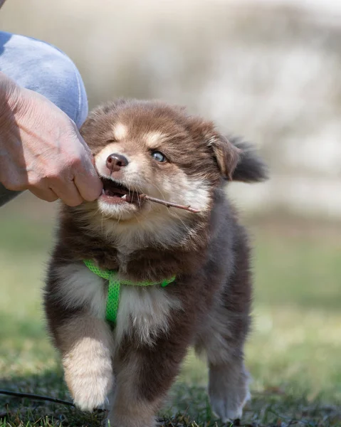 Portré Egy Finn Lapphund Kutya Kiskutya Szabadban — Stock Fotó