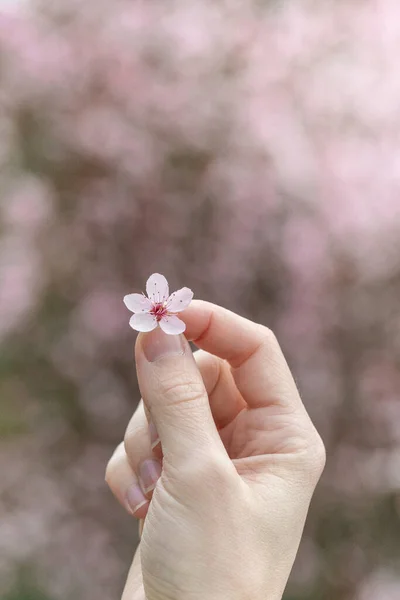 Woman Holding Pink Cherry Blossom Flower Outdoors — Stock Photo, Image