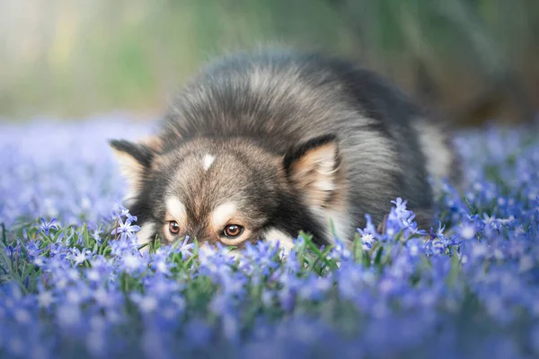 芬兰兰花犬在春季时节的户外蓝色花朵中的肖像 — 图库照片