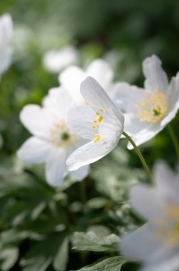 Bahar mevsiminde yakın plan veya beyaz çiçek makrosu