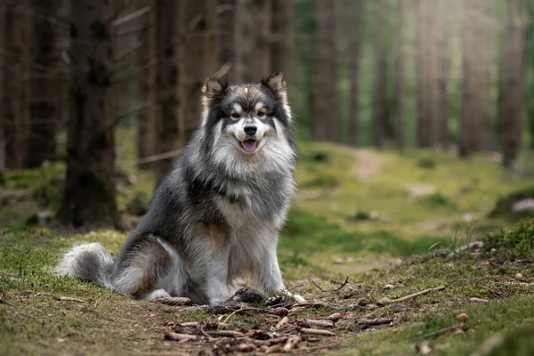 Portrait Finnish Lapphund Dog Outdoors Forest Woods — Stock Photo, Image