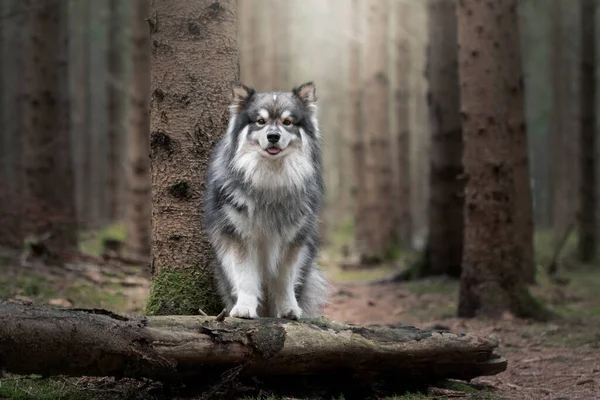 Portret Fińskiego Psa Lapphunda Świeżym Powietrzu Lesie Lub Lesie — Zdjęcie stockowe