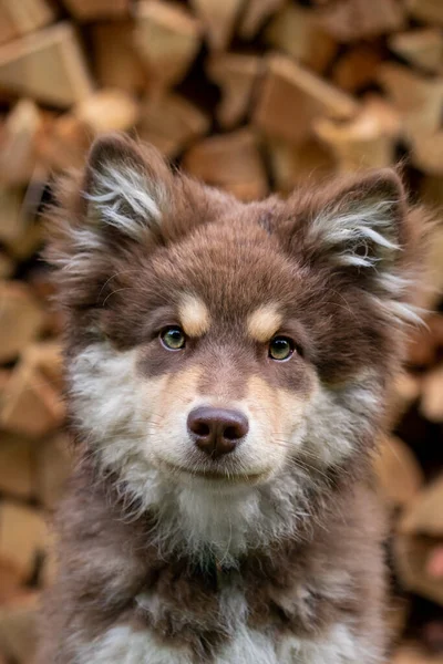 Portrét Mladého Hnědého Finského Psa Lapphund Štěněte Venku Před Hnědou — Stock fotografie
