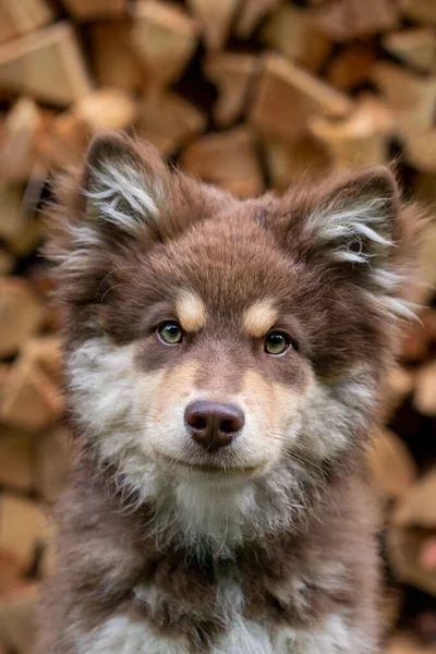 Portré Egy Fiatal Barna Finn Lapphund Kutya Kiskutya Szabadban Előtt — Stock Fotó