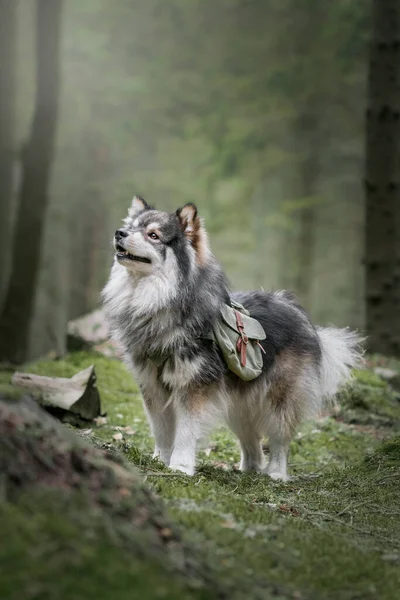 Πορτρέτο Ενός Φινλανδικού Σκύλου Lapphund Φορώντας Ένα Σακίδιο Περιπέτειας Εξωτερικούς — Φωτογραφία Αρχείου