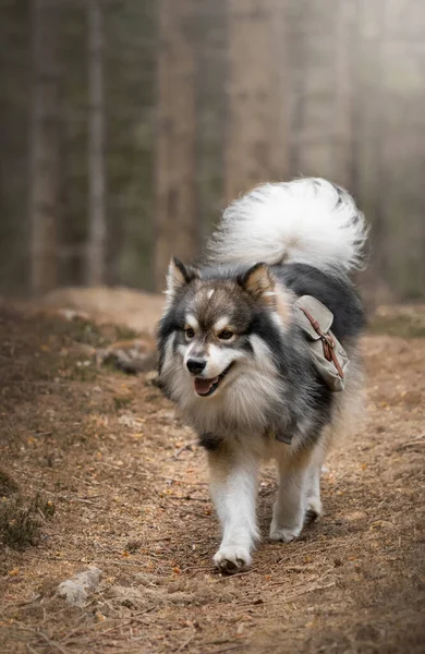 森や森の中で屋外で冒険のバックパックを身に着けているフィンランドのラップランド犬の肖像 — ストック写真